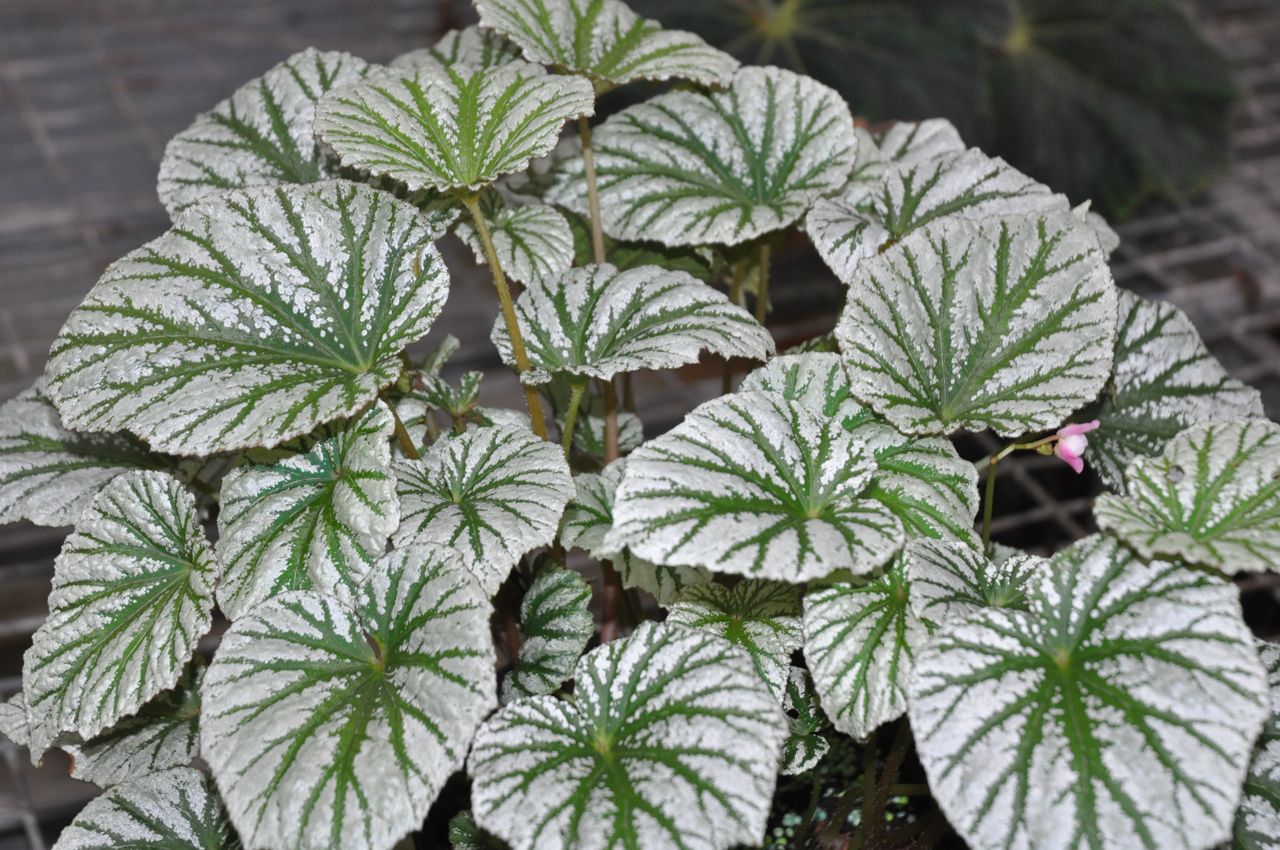 B. ‘So Serene’